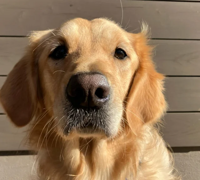 おはよう☀️

#日本介助犬協会
#人にも動物にもやさしく楽しい社会をめざして
#メルモ