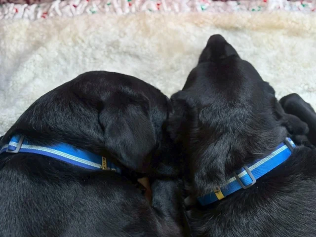 🐾

ガバメントクラウドファンディング
🎉🐶ネクストゴール達成のご報告 🐶🎉

たくさんの温かいご支援をいただき、
ネクストゴールも達成いたしました！
本当にありがとうございます！！

ふるさと納税の受付は【12/31まで】続いています。
引き続き、応援いただけましたら嬉しいです♪

ふるさと納税はこちらから
https://www.furusato-tax.jp/gcf/4466

#日本介助犬協会 #ふるさと納税
#長久手市 #シンシアの丘 
#ヒト #エリオ