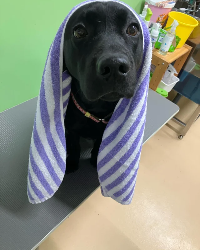 .
⭐️バスタオルご寄付のお願い⭐️
こんにちは。ユラです🐶
私たちがいつもシャンプーする時などに使っているバスタオルご寄付のお願いです。
お家に眠っている使っていないバスタオルがありましたらぜひセンター（シンシアの丘）に送っていただけると嬉しいです！よろしくお願いします！

送り先住所　480-1311 愛知県長久手市福井1590-51

#日本介助犬協会
#シンシアの丘
#バスタオル
#お願い