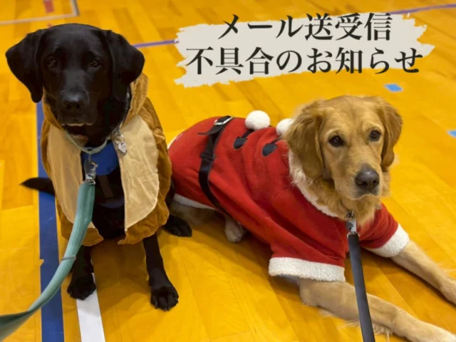 .

現在、日本介助犬協会のメール（s-dog.jp）の送受信に不具合が発生しています。

ご不便とご迷惑をおかけしますが、何卒ご了承ください。

お急ぎの場合は、お電話にてご連絡をお願いいたします。

【本部】045-476-9005　（平日9時～17時）

【訓練センター】0561-64-1277　（平日9時～17時）

※2025/12/29（月）～2026/1/2（金）は年末年始休業となります。