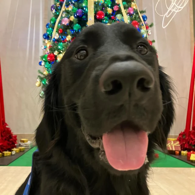 おはようございます。良い１日を♪メリークリスマス🎄

#日本介助犬協会
#クリスマスイブ
#ラブラドールレトリバー
#ゴールデンレトリバー
#ミックス