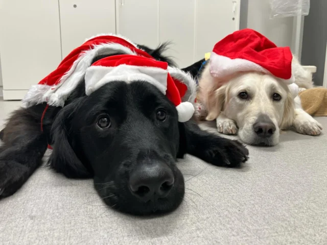 メリークリスマス🎄
セブン＆ハク＆モリス❤️

#聖マリアンナ医科大学病院
#日本介助犬協会
#共同事業
#勤務犬