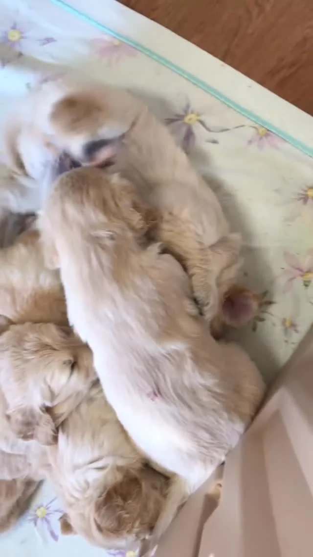 🐶
もこもこパピーが癒しをお届け🐾

ガバメントクラウドファンディング
終了まであと10日！！

たくさんの応援をありがとうございます♪

12月31日まで
引き続き応援をよろしくお願いいたします！
https://www.furusato-tax.jp/gcf/4466

#ふるさと納税 #犬と人共に笑顔で暮らせる社会へ
#介助犬 #日本介助犬協会 
#ガバメントクラウドファンディング