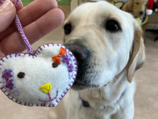 ボランティアさんが犬たちのオーナメントを作って下さいました🐶どの子も似ていてとてもかわいいです！クリスマスツリーにも飾りつけました🎄
（バニラ、ヨツバ、フク、ユラ）

#日本介助犬協会
#シンシアの丘
#クリスマスツリー
#オーナメント