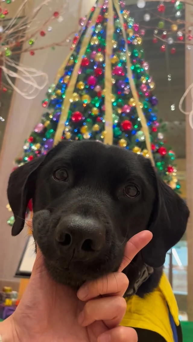 .
メリークリスマス🎄🎁
良い1日を🎅

#日本介助犬協会 
#クリスマス 
#プリンス