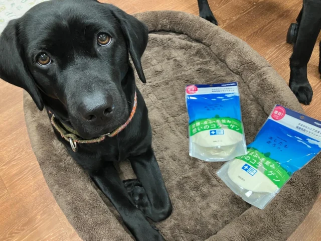 .
#amazon欲しいものリスト からコラーゲンとウッディタフスティックが届きました！
どちらも大切に使わせていただきます！
ありがとうございました😊♡

#日本介助犬協会 #シンシアの丘