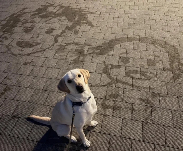 .
夕方、ジブリパークへさんぽに行ったらサツキちゃんとメイちゃんを見つけたよ！

#わたしバニラ
#ジブリパーク
#さんぽ
#サツキとメイ
#一緒に行った人が興奮してる
#japanservicedogassociation