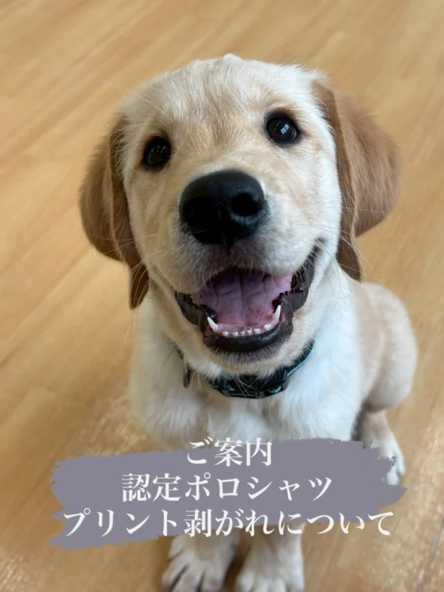 .
平素は当会の活動にご支援をいただき誠にありがとうございます。

さて、本日は当会が販売しておりますポロシャツについてご案内申し上げます。

2025年5月17日（土）の「介助犬フェスタ」より販売を開始いたしましたポロシャツにつきまして、胸元のプリントが剥がれる事例が複数報告されております。製作工場に確認したところ、一部ロットにおいて熱圧着の温度が適正よりも低かった可能性があるとの報告を受けました。 その後の検証により、現在は適切な熱圧着処理が施された製品をご用意できております。プリントが剥がれたポロシャツをお持ちのお客様には、新しい商品をお送りいたしますのでお手数ではございますが、下記の方法にてご連絡くださいますようお願い申し上げます。

【プリント剥がれに関するご連絡方法】 メールにてご連絡ください。

宛先 ： info@s-dog.jp

件名 ： ポロシャツ

内容：

① お名前

② 返送先ご住所

③ お電話番号

④ 写真添付（プリントが剥がれている部分と、サイズタグが一緒に写った写真）

 

※当会にてメールを受信した月の翌月末を目途に、新しいポロシャツをお送りいたします。

※誠に恐縮ではございますが、ご連絡の受付期限は2026年5月31日までとさせていただきます。

この度はご迷惑とご心配をおかけいたしましたことを、心よりお詫び申し上げます。ご不明点がございましたら、info@s-dog.jp までお問合せください。

社会福祉法人日本介助犬協会