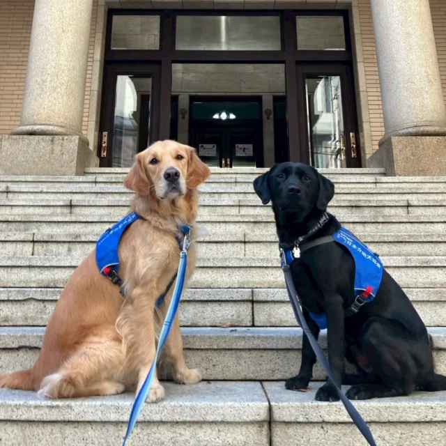 今年最後のDI活動♪ インディ＆プリンスでお邪魔しました❤️

#動物介在活動
#DI活動
#日本介助犬協会