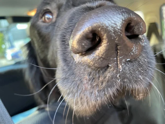 おはよう☀️

#日本介助犬協会
#ラブラドールレトリバー
#ゴールデンレトリバー
#ミックス
#僕の名前はセブン