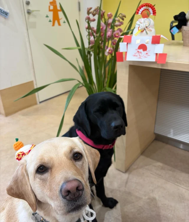 .
🎍明けましておめでとうございます🎍
本年もよろしくお願いします🐶

2026年が皆様にとって良い年でありますように🐴

#日本介助犬協会
#japanservicedogassociation 
#今年もよろしくお願いします
#新年のご挨拶
#ahappynewyear 
#目をつむってる写真が好きなスタッフがいる