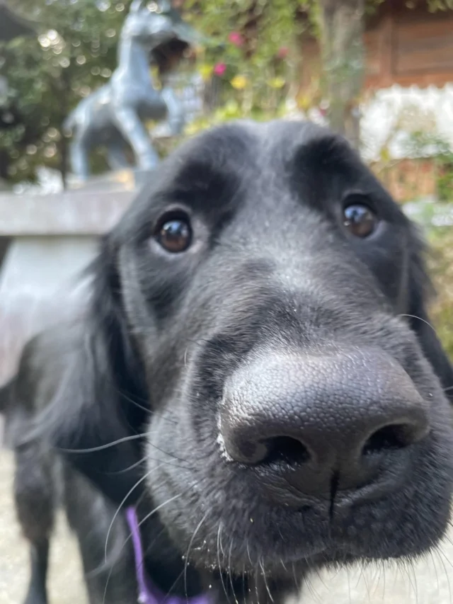 今年もよろしくお願いいたします。

#介助犬#DI犬#付添犬
#日本介助犬協会
#シンシアの丘