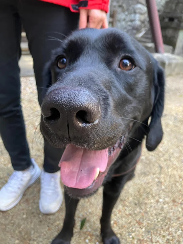 12月31日をもちまして、ふるさと納税終了いたしました。

ファーストゴール、ネクストゴールを達成し、最終的な
達成率はなんと…215％でした✨
皆さま、ご協力ありがとうございました。

2026年もよろしくお願いいたします！

#日本介助犬協会 
#シンシアの丘 
#ふるさと納税 
#初詣行ってきたよ🐶