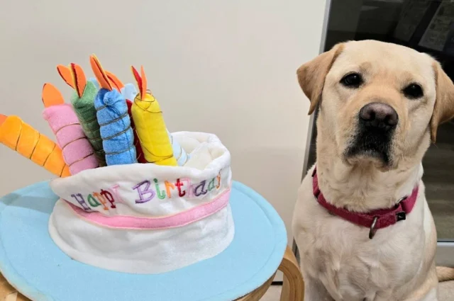 .
ふくです🐾
今日はわたしのお誕生日✨
3さいになりました！！

#happy birthday #フクちゃん