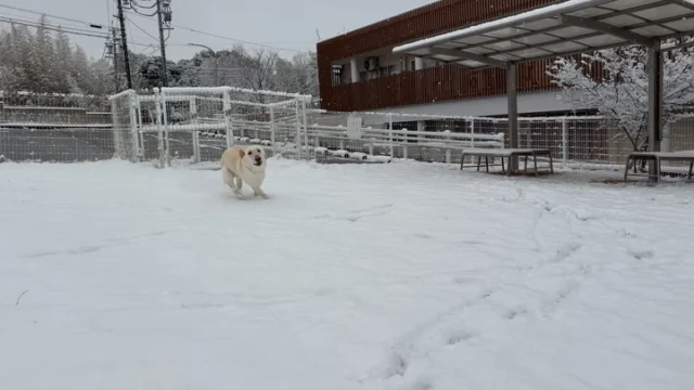 .
キーン！

雪のドッグランでEnjoy！

#シンシアの丘
#japanservicedogassociation 
#雪
#ドッグラン
