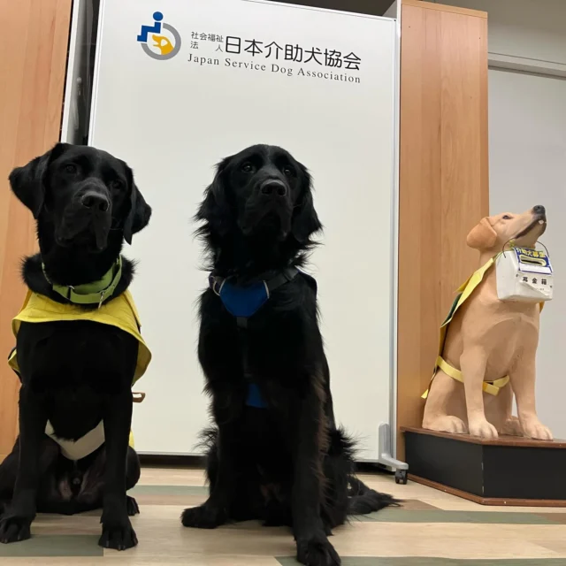 本部事務所での今年最初の介助犬デモンストレーション♪

#ラキ
#介助犬
#くつを脱がせる作業
#日本介助犬協会
#新横浜