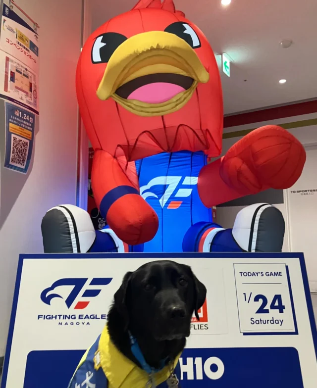 🐾
ファイティングイーグルス名古屋 vs 広島ドラゴンフライズ
第19節@豊田合成記念体育館(エントリオ)にて、
ハーフタイム終了まで出展中です！

ピトのグッズも本日から発売中♪

本日お越しの皆さま、お待ちしております！

#日本介助犬協会
#シンシアの丘 
#介助犬
#ピト