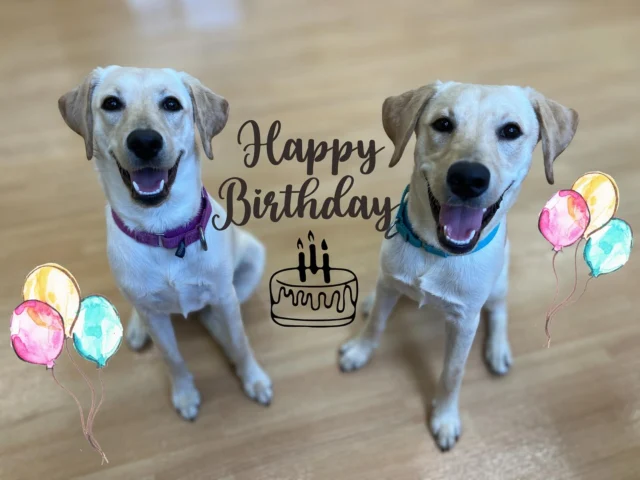 🐾
今日はラムネとルンルンのお誕生日🎂
2歳になりました！
おめでとう🎊

#日本介助犬協会
#シンシアの丘
#ラムネ
#ルンルン
#仲良し兄妹