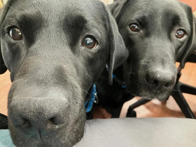 ぼくたち、わたしたち仲良しなんだ〜🐾🍀

PR犬大集合のある日の風景です♪

#日本介助犬協会 
#シンシアの丘 
#介助犬