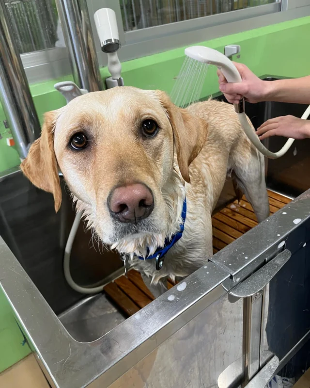 株式会社ウォーターエージェンシー様をご紹介いたします。

シンシアの丘には、オゾン水生成器「ユニゾーン」のついたシャワーがあります。

消臭・除菌力があるオゾン水で、犬たちのシャンプーやケアをしています。

オゾン水のシャワーを使うことで、犬たちの皮膚はいつも清潔に保つことができ、皮膚疾患の改善・予防に役立てています。

また、ケア以外にも犬舎掃除にも活用し、安心安全に幅広いシーンで活躍しています！

オゾン水生成器「ユニゾーン」の詳細は、専用HPで見ることができます。

HP：https://wa-unizone.com