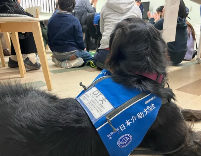 昨日は新横浜（神奈川県）本部事務所でJSDA説明会＆犬ふれあいデーでした🎵ご参加いただいた皆様ありがとうございました。

来月（２月）は22日（日）に開催予定です。
HPからお申し込み下さい。

#withyouプロジェクトについて説明
#OTドッグプログラムについて説明
#犬預かりボランティアについて説明
#介助犬デモンストレーション
#わんこ達とのふれあい