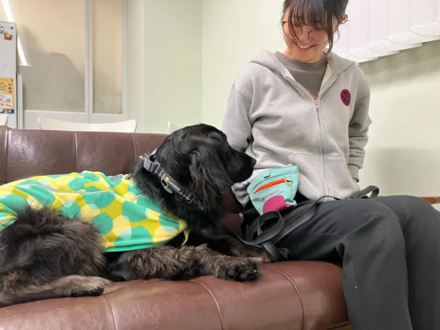 いつもご支援下さっているRUFFWEAR（ラフウェア）さまより、沢山のオモチャやカラー、リード、フードポーチ、ベストなどの用品をご寄贈いただきました❤️ありがとうございます。

#RUFFWEAR
#ラフウェア
#日本介助犬協会
#シンシアの丘
#カラフルで可愛い犬具