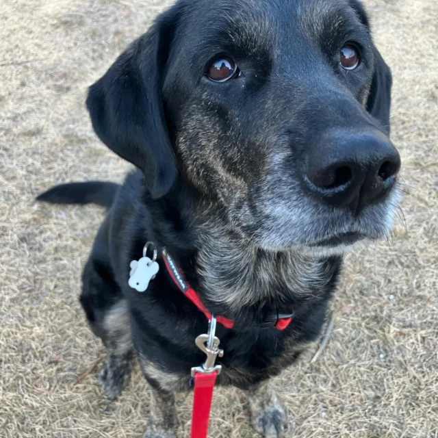 おはよう☀️

#なでて〜 byリンゴ
#ラブラドールレトリバー
#ゴールデンレトリバー
#ミックス
#日本介助犬協会