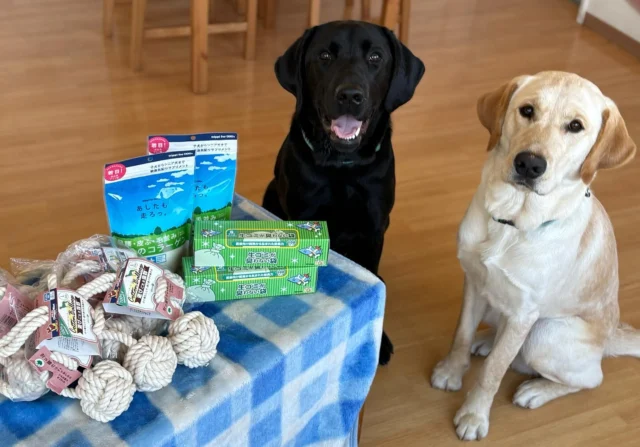 .
#amazonほしいものリスト から
コットンボーループ、コラーゲン、臭わない袋が届きました！
大切に使わせて頂きます！
ありがとうございました⛄️🤍

#介助犬
#日本介助犬協会 
#シンシアの丘 
#ブリス
#アラン