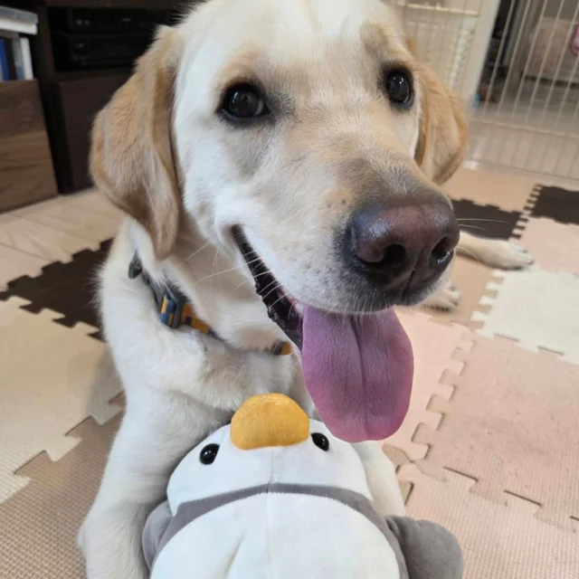 なでなで大好き❤

#ラブラドールレトリバー
#ゴールデンレトリバー
#ミックス
#バニラ
#日本介助犬協会