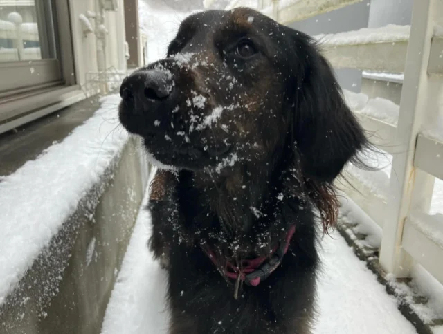 おはよう❄️

#サクラ
#ラブゴールデンミックス
#もふもふの雪でおおはしゃぎ
#日本介助犬協会