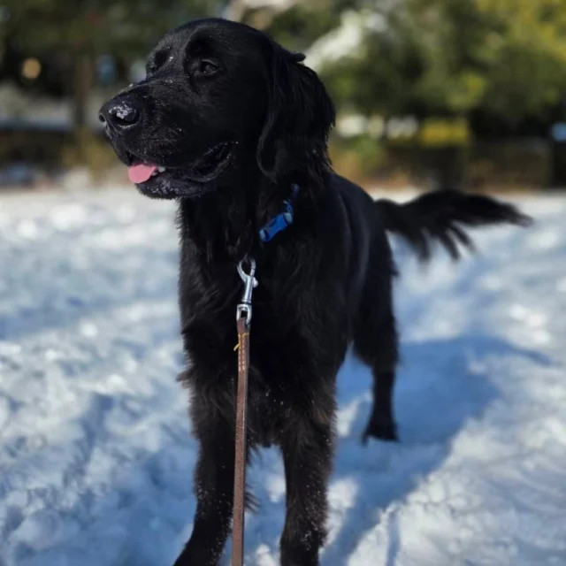 おはよう❄️❄️

#セブン
#僕ももふもふの雪におおはしゃぎ
#ラブゴールデンミックス
#サクラと兄妹
#日本介助犬協会