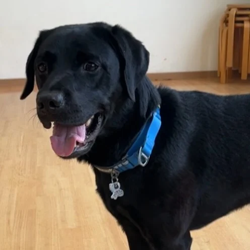 🐾
＼イベントのお知らせ／

愛知淑徳大学 学生団体 チームわんわん
の皆さんと一緒に募金活動をいたします！
ぜひお越しください🎶

🗓️2026年2月11日（水）
🕒10:30-11:20
📍道の駅 マチテラス日進（愛知県日進市本郷町前田33）

皆さまにお会いできるのを楽しみにしています！

#日本介助犬協会
#シンシアの丘
#介助犬
#エリオ
#愛知イベント