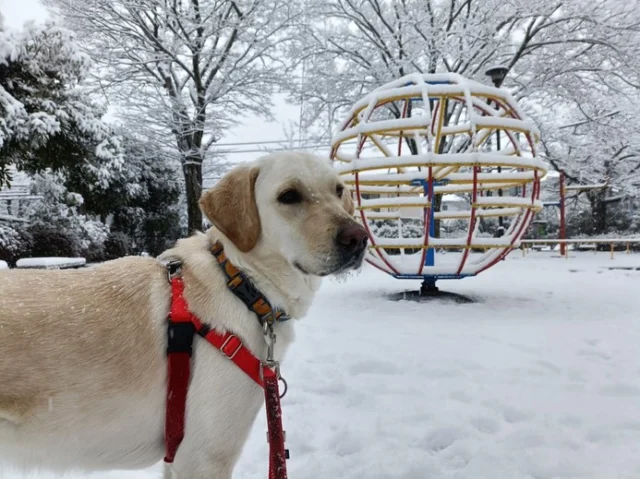雪の日の写真❄️

#バニラ
#セブン
#雪にはしゃぐワンコ
#日本介助犬協会
#WAPPLEお宿にて♪