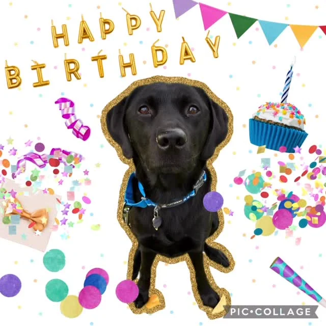 🐾
プリンスお誕生日おめでとう🎈
7歳になりました！

#日本介助犬協会 
#プリンス 
#ラブラドールレトリーバー