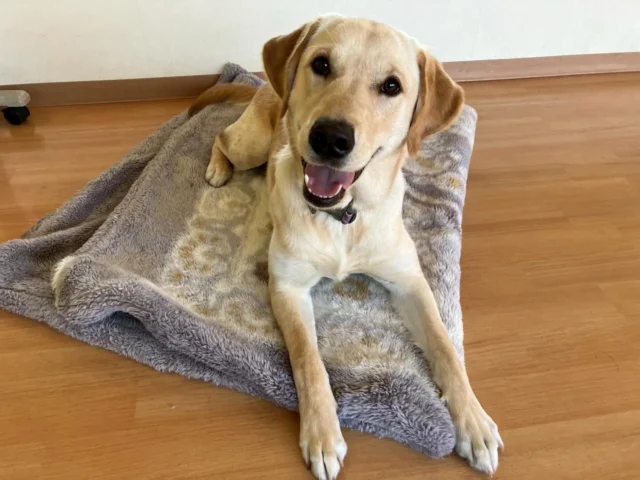 🐾

＼シンシアの丘見学会開催のお知らせ／

2026年3月14日(土)14:00〜16:00
※お申し込みは先着順の予約制※

皆さまのお申し込みをお待ちしております♪

お申し込みはHPより
https://s-dog.jp/archives/tour/4369

#シンシアの丘
#介助犬
#イベント
#日本介助犬協会