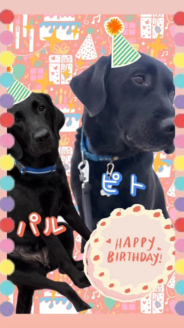🐾

ピト・パル

お誕生日おめでとう🎉
7歳になりました！

#日本介助犬協会 
#シンシアの丘
#介助犬
#happybirthday
#ラブラドールレトリーバー