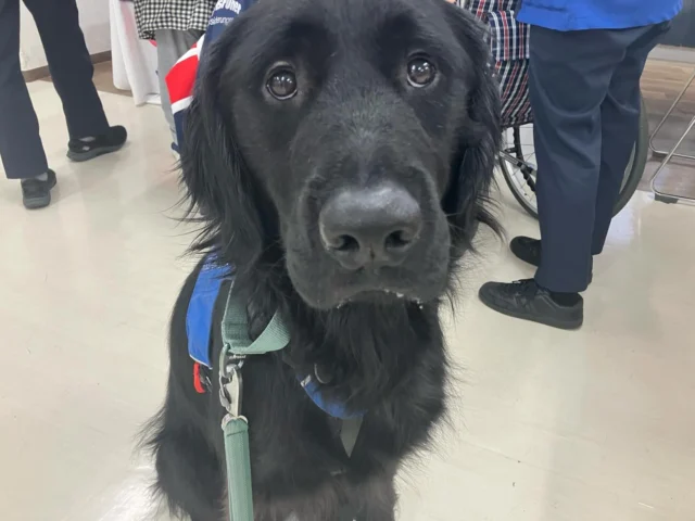 イムスリハビリテーションセンター東京葛飾病院☆にお邪魔しました！ありがとうございました。

#DogIntervention
#動物介在活動
#ラキ#セブン
#リハ専門職の方々に介助犬講演もさせて頂きました♪