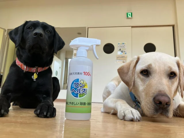 日本介助犬協会では水酸化カルシウムの除菌消臭スプレー「ワンヘルス」を使っています。ワンヘルスは天然素材100%使用しており、アルコールや塩素系成分が含まれていないため、人、動物、環境にやさしい除菌・消臭剤です。当会では犬たちが毎日生活する犬舎の掃除に使用しております。おかげさまで衛生的な犬舎環境を維持することができ、特に消臭効果があり、人も犬たちも快適に過ごしています♪

詳細はHPを是非ご覧ください！
http://www.huves.co.jp/product

#ワンヘルス
#日本介助犬協会
#除菌消臭