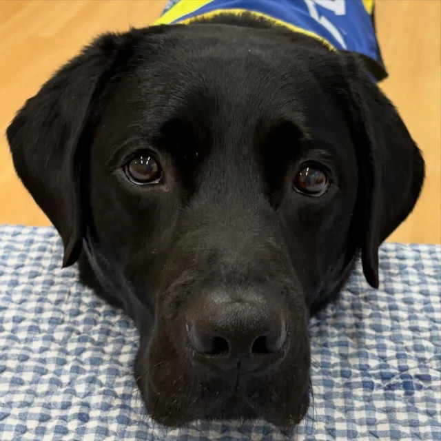 🐾
📺メディア掲載のお知らせ📺

3月2日（月）放送
スイッチ！（東海テレビ）
「SDGs実践中」にて

介助犬総合訓練センター
シンシアの丘 が紹介されました🐕✨

見逃し配信はこちら👇
https://locipo.jp/creative/2d36471b-b371-4aa7-975f-da4e6aa5cb70
※2026年9月2日まで配信予定

ぜひご覧ください！

#日本介助犬協会
#シンシアの丘
#介助犬
#スイッチ！
#東海テレビ