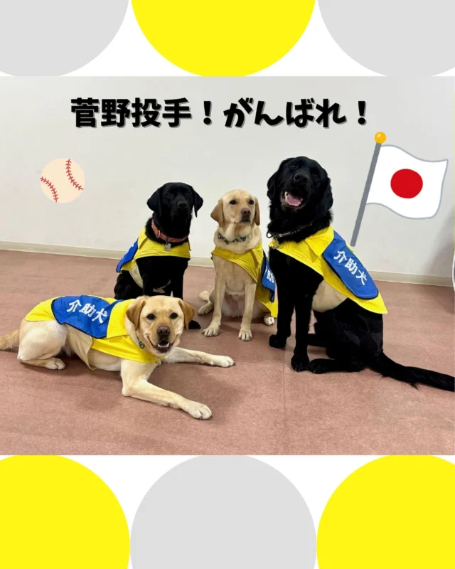🐾
ぼくたちは
介助犬サポート大使の菅野智之投手を
全力で応援します🇯🇵🐶

#日本介助犬協会 
#介助犬サポート大使 
#菅野智之投手
#wbc2026