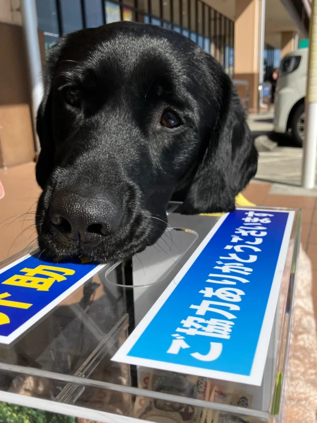 やまのぶ四郷店様での募金活動は終了しました！
たくさんのご協力ありがとうございました！！

#日本介助犬協会
#介助犬
#やまのぶ四郷店 
#募金活動
#シンシアの丘