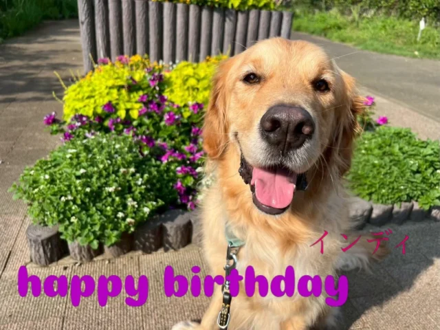 .
3月のbirthday boys&girl🌸
お誕生日おめでとう🎊

インディ4歳
セブンとサクラ2歳

#日本介助犬協会 
#インディ 
#セブン 
#サクラ