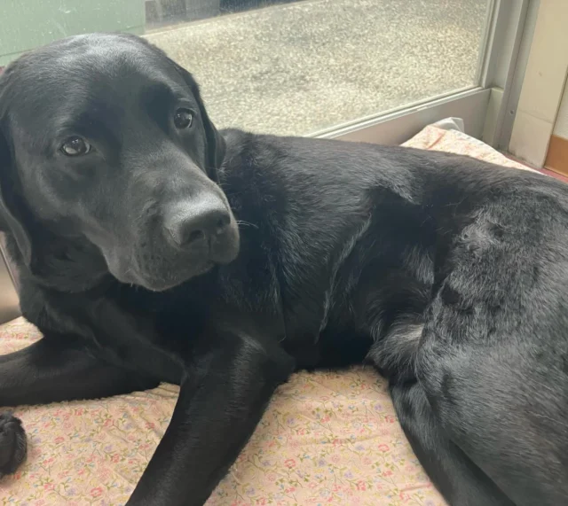 イベントのお知らせ

🌸藤が丘桜まつり🌸に出店します!

デモンストレーション
PR犬とのふれあい
グッズの販売

等を予定しております！
リニモス広場でお待ちしてます!
デモンストレーションは12:00から🐕‍🦺

ぜひお越しください♪

🗓️4月5日　日曜日
🕒10:00〜17:00 デモ→12:00から
📍リニモス広場