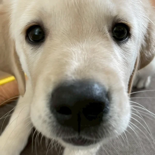 カメラに興味津々📸
可愛いお顔、見えてますか？？

＃日本介助犬協会
＃シンシアの丘