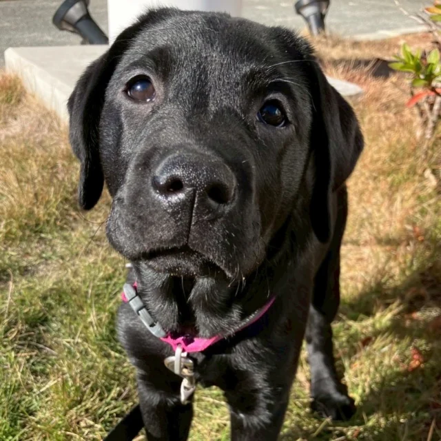 お知らせ📢

「一般社団法人 TOMO Service Dogs」様に取材いただいた記事が公開されました。
TOMO Service Dogs様は、人と寄り添い活動する犬たちを応援する団体として、俳優の山下智久さんが立ち上げられた団体です🐶

下記リンク🔗からぜひご覧ください
今後、複数回に渡り掲載いただく予定です！

https://tomodog.com/report/89/

一般社団法人 TOMO Service Dogs　様
Instagram→
@tomoservicedogs