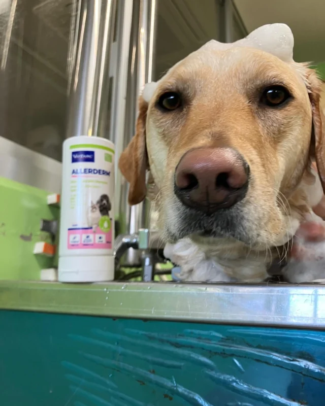 ビルバックジャパン様よりケア用品をご寄付いただきました！
いつも温かいご支援をありがとうございます。

いただいたケア用品は、日々のケアで大切に活用させていただきます。

#ビルバックジャパン
 #日本介助犬協会